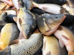 Affordable Fish Saves the Traditional Christmas Dinner 2025 Affordable Fish Saves the Traditional Christmas Dinner 2025