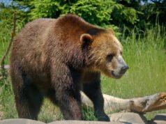 Greece’s Large Predator Comeback Brings Conflict Between Wildlife Recovery and Rural Fears 2025 Greece’s Large Predator Comeback Brings Conflict Between Wildlife Recovery and Rural Fears 2025