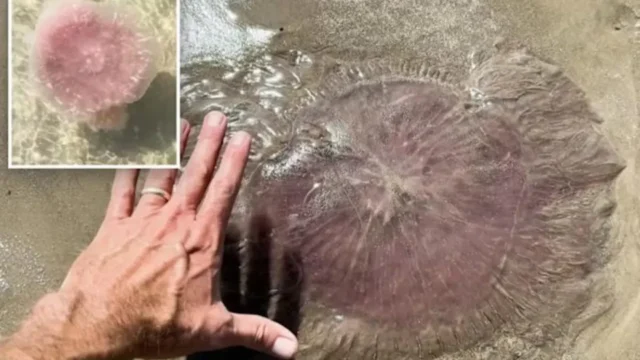 Розовите злодеи стигнаха до Америка