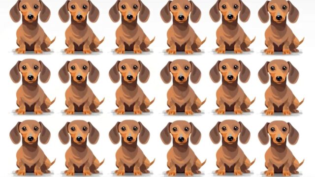 Augentest: Hunde-Suchbild: Welcher Dackel tanzt aus der Reihe?