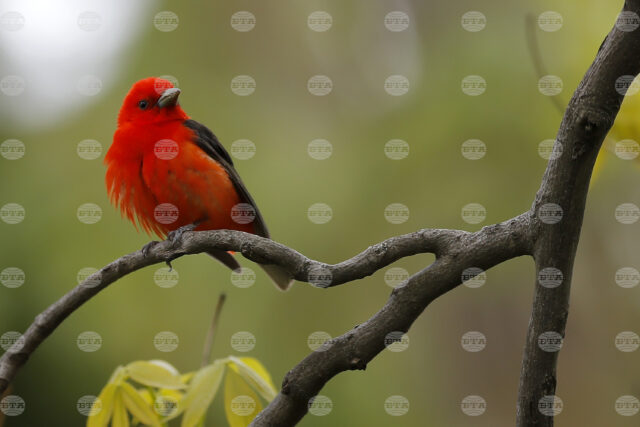 Изследване на звуци, издавани от птици, хвърля светлина върху възникването на речта