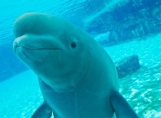 Euthanizing Beluga whales is 'blustery threat': Ex-Marineland employee