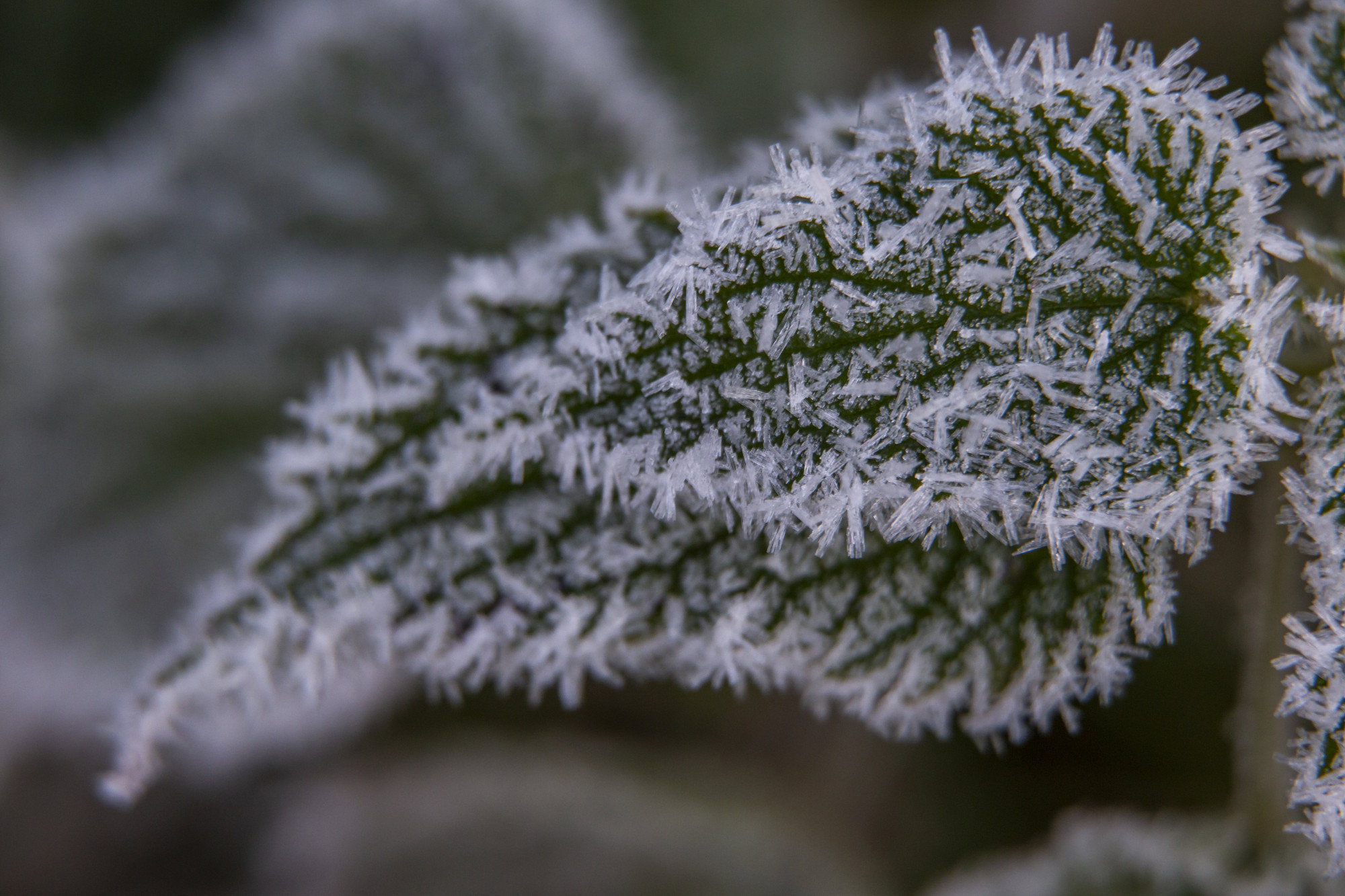 Ma is fagyott, hétfőn is fog, ebből még akár mínusz 5 is lehet ma is fagyott hetfon is fog ebbol meg akar minusz 5 is lehet iustitia. Bg a fagyos vasárnap hajnal után hétfő hajnalban is több helyen... Iustitia. Bg ma is fagyott, hétfőn is fog, ebből még akár mínusz 5 is lehet 2025-10-19 08:10:20 igazságszolgáltatás - iustitia. Bg