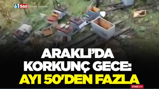 Araklı’da korkunç gece: Ayı 50'den fazla.... 2025