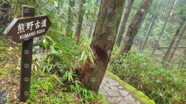 Кумано Кодо - по старите мечи пътеки и стъпките на императори 2025