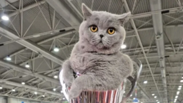 Gatti: al SuperCat Show ha vinto Mila, British Shorthair blu Gatti: al SuperCat Show ha vinto Mila, British Shorthair blu 2025