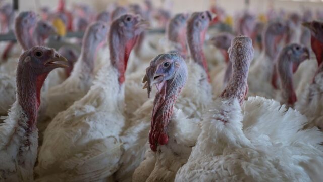 Kreisveterinäramt im Einsatz: 1.100 Puten im Harz getötet - Futtermittel war verunreinigt 2025