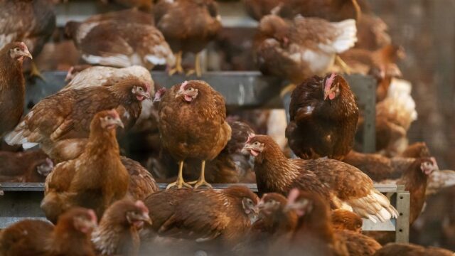 Vogelgriep op biologische pluimveehouderij Streefkerk, 16.000 kippen afgemaakt 2025