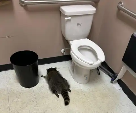 Berúgott betört az italboltba, széttörte és megitta az alsó polcos whiskyket, majd kidőlt a vécében a virginiai mosómedve 2025 betort az italboltba szettorte es megitta az also polcos whiskyket majd kidolt a veceben a virginiai mosomedve 2025 berúgott iustitia. Bg ezekben a nehéz időkben sokan nyúlnak az alkoholhoz – olykor... Iustitia. Bg betört az italboltba, széttörte és megitta az alsó polcos whiskyket, majd kidőlt a vécében a virginiai mosómedve 2025 2025-12-03 20:20:33 igazságszolgáltatás - iustitia. Bg berúgott