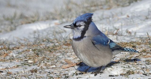 Астрономическата зима започва днес, денят се сви под 10 часа 2025