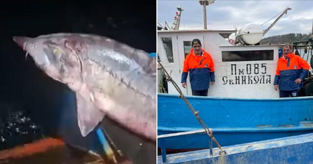 Гигантска риба в Черно море. Рибарите изумени 2025