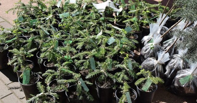 Ученици и доброволци от садят дървета край Шипка 2025