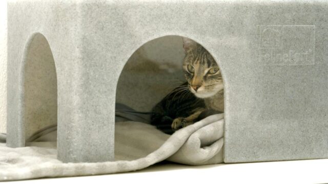 Honderden miljoenen nagelaten aan goede doelen, nabestaanden niet altijd blij 2025