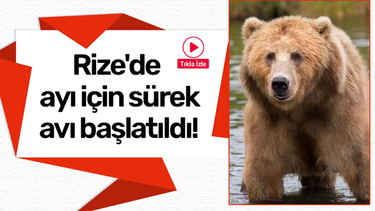 Rize'de ayı için sürek avı başlatıldı! 2025