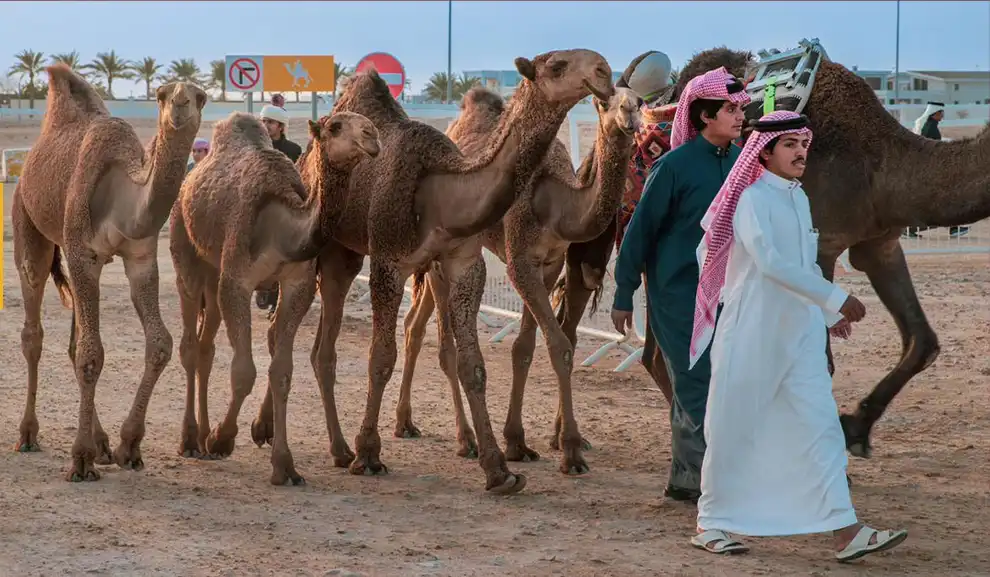 انطلاقة مميزة لمهرجان قطر للإبل "جزيلات العطا" 2026 2026