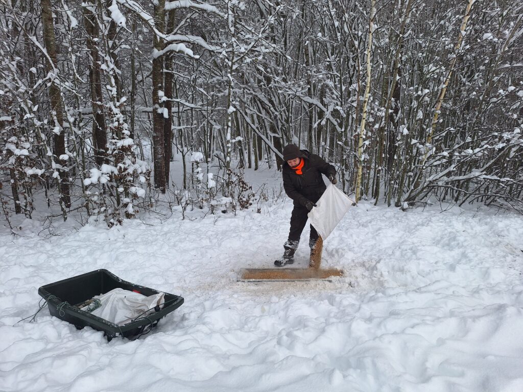 Gamta ir mes medžiotojai nuo bado gelbsti žvėris ir šviečia visuomenę 2026 medziotojai nuo bado gelbsti zveris ir sviecia visuomene 2026 3 gamta ir mes iustitia. Bg kai dabar daug sniego, a. Grigaitytė-dromantienė rogėmis tempia grūdus į žvėrių šėryklas medžiotojų klubo „veivirža“ medžioklės plotuose. Nuo gyvenamosios vietos iki šėryklos... Medžiotojai nuo bado gelbsti žvėris ir šviečia visuomenę 2026 2026-01-15 15:49:00 teisingumas - iustitia. Bg gamta ir mes