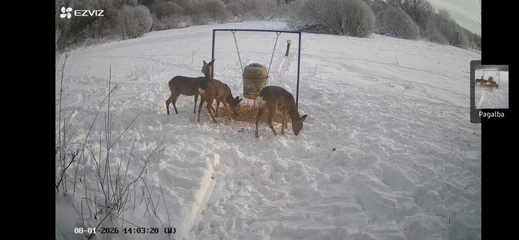 Gamta ir mes medžiotojai nuo bado gelbsti žvėris ir šviečia visuomenę 2026 medziotojai nuo bado gelbsti zveris ir sviecia visuomene 2026 5 gamta ir mes iustitia. Bg kai dabar daug sniego, a. Grigaitytė-dromantienė rogėmis tempia grūdus į žvėrių šėryklas medžiotojų klubo „veivirža“ medžioklės plotuose. Nuo gyvenamosios vietos iki šėryklos... Medžiotojai nuo bado gelbsti žvėris ir šviečia visuomenę 2026 2026-01-15 15:49:00 teisingumas - iustitia. Bg gamta ir mes