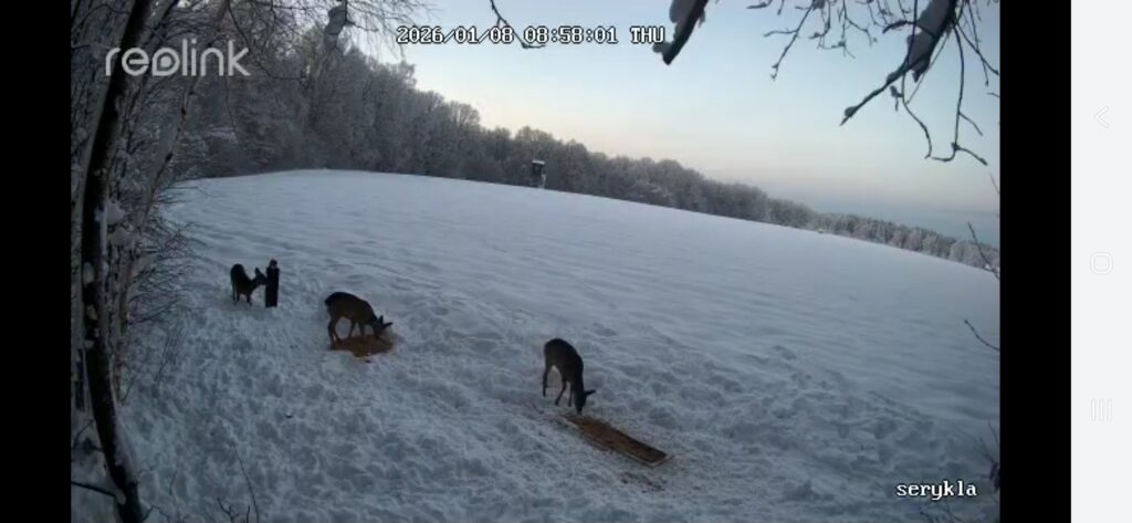 Gamta ir mes medžiotojai nuo bado gelbsti žvėris ir šviečia visuomenę 2026 medziotojai nuo bado gelbsti zveris ir sviecia visuomene 2026 6 gamta ir mes iustitia. Bg kai dabar daug sniego, a. Grigaitytė-dromantienė rogėmis tempia grūdus į žvėrių šėryklas medžiotojų klubo „veivirža“ medžioklės plotuose. Nuo gyvenamosios vietos iki šėryklos... Medžiotojai nuo bado gelbsti žvėris ir šviečia visuomenę 2026 2026-01-15 15:49:00 teisingumas - iustitia. Bg gamta ir mes