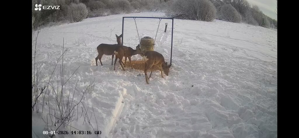 Gamta ir mes medžiotojai nuo bado gelbsti žvėris ir šviečia visuomenę 2026 medziotojai nuo bado gelbsti zveris ir sviecia visuomene 2026 7 gamta ir mes iustitia. Bg kai dabar daug sniego, a. Grigaitytė-dromantienė rogėmis tempia grūdus į žvėrių šėryklas medžiotojų klubo „veivirža“ medžioklės plotuose. Nuo gyvenamosios vietos iki šėryklos... Medžiotojai nuo bado gelbsti žvėris ir šviečia visuomenę 2026 2026-01-15 15:49:00 teisingumas - iustitia. Bg gamta ir mes