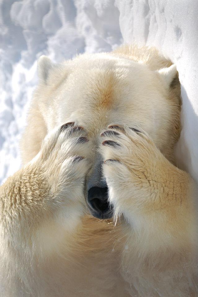 Állat miért ennyire lelkesek a nyíregyházi jegesmedvebocsok a világhírűvé vált videón? 2026 miert ennyire lelkesek a nyiregyhazi jegesmedvebocsok a vilaghiruve valt videon 2026 1 állat iustitia. Bg mindez túlzás nélkül világhírű lett a nyíregyházi állatkert... Iustitia. Bg miért ennyire lelkesek a nyíregyházi jegesmedvebocsok a világhírűvé vált videón? 2026 2026-01-09 19:04:49 igazságszolgáltatás - iustitia. Bg állat