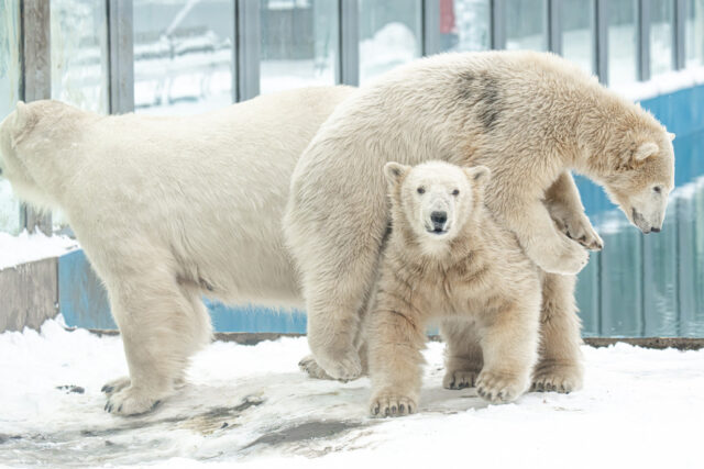 Miért ennyire lelkesek a nyíregyházi jegesmedvebocsok a világhírűvé vált videón? 2026