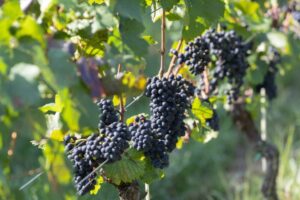 Culture winemakers predict a good harvest on st. Vincent’s day 2026 winemakers predict a good harvest on st vincents day 2026 3 culture iustitia. Bg representatives of wine orders march during the celebration of st. Vincent’s day in the national... Iustitia. Bg winemakers predict a good harvest on st. Vincent’s day 2026 2026-01-26 15:44:31 justice - iustitia. Bg culture