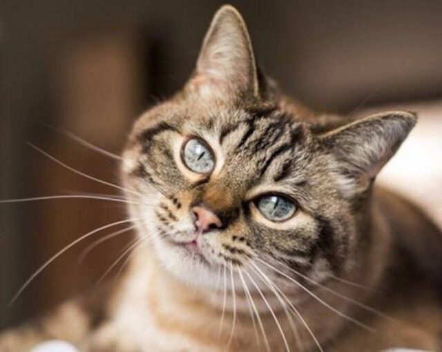 Нови правила за собствениците на кучета и котки 2026