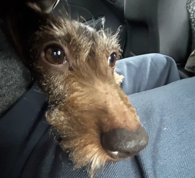 A Shell nem ugrott Orbán provokációjára 2026