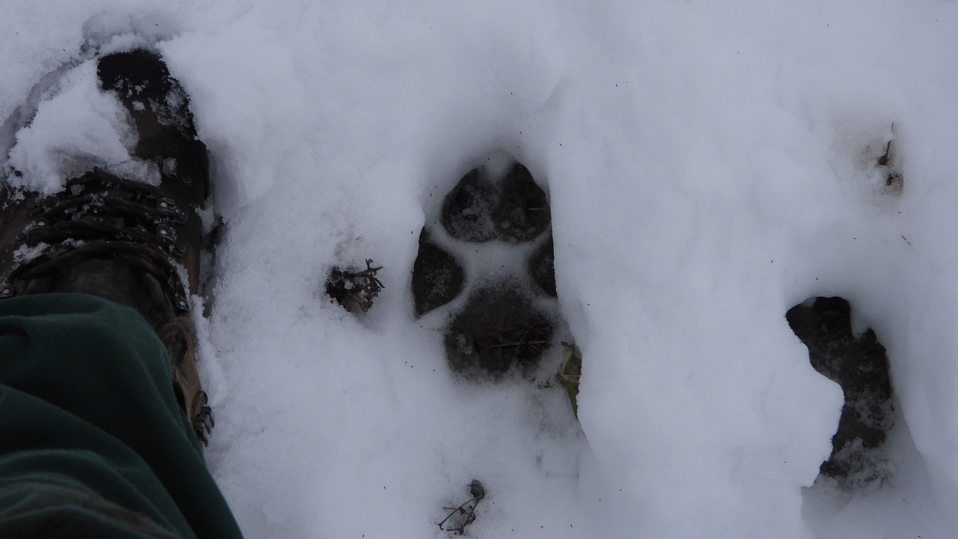 Belföld láthatóvá tette az észak-magyarországi farkascsaládokat a hó 2026 that tette szak magyarorsz farkascsal dokat 2026 belföld iustitia. Bg a nagy hónak köszönhetően sok mindent megtudtak a hazai... Iustitia. Bg láthatóvá tette az észak-magyarországi farkascsaládokat a hó 2026 2026-02-20 13:43:15 igazságszolgáltatás - iustitia. Bg belföld