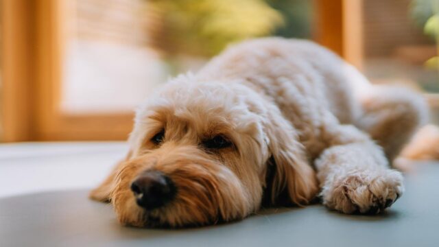 Tierschutz: So lange dürfen Hunde alleine bleiben 2026