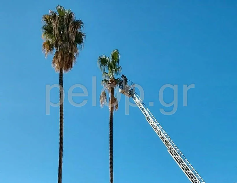Εντυπωσιακή συντήρηση στους πανύψηλους φοίνικες στο δημαρχείο πάτρας - βιντεο από drone