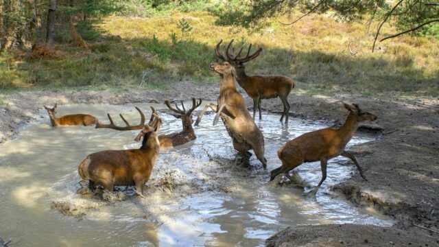 Erlebnis Erde: Die geheime Welt der Tiere: 150 versteckte Kameras 2026