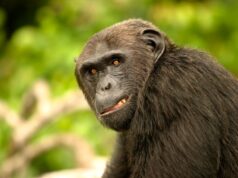 200 chimpanzees engaged in a ‘civil war’ in Uganda: Study 2026 200 chimpanzees engaged in a 'civil war' in Uganda: Study 2026