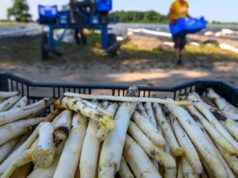 Agrar: Sachsen-Anhalt erntet weniger Spargel – Flächen halbiert 2026 Agrar: Sachsen-Anhalt erntet weniger Spargel - Flächen halbiert 2026
