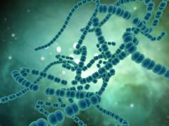 Η ανακάλυψη που μπορεί να αλλάξει όσα ξέρουμε για τη γήρανση: Κύτταρα «ζόμπι» καταστρέφουν σιωπηλά το ήπαρ 2026 Η ανακάλυψη που μπορεί να αλλάξει όσα ξέρουμε για τη γήρανση: Κύτταρα «ζόμπι» καταστρέφουν σιωπηλά το ήπαρ 2026