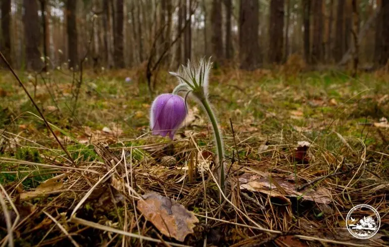 Ukraina в чернобыле заметили редкое растение с "магическими" свойствами 2026 chernobyle zametili redkoe rastenie magicheskimi svoyst 1 ukraina работники чернобыльского радиационно-биосферного заповедника зафиксировали редкое растение — сон широколистный,... Iustitia. Bg в чернобыле заметили редкое растение с "магическими" свойствами 2026 2026-04-17 13:02:00 справедливість - юстиция ukraina