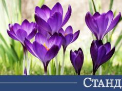 Чудно време утре, само на едно място – сняг 2026 Чудно време утре, само на едно място - сняг 2026