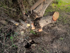 ضبط شخص مخالف قطع أشجار برية في الخريب 2026 ضبط شخص مخالف قطع أشجار برية في الخريب 2026