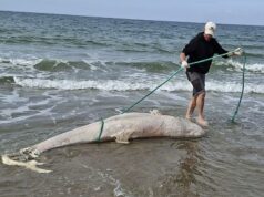 Dode beloega aangespoeld op strand in Zeeland 2026 Dode beloega aangespoeld op strand in Zeeland 2026