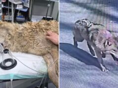 Escaped wolf Neukgu returned to South Korean zoo after nine-day search involving thermal imaging drones 2026 Escaped wolf Neukgu returned to South Korean zoo after nine-day search involving thermal imaging drones 2026