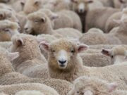 Евтаназираха овце, открити в български бус на пътя Маказа – Нимфея 2026 Евтаназираха овце, открити в български бус на пътя Маказа – Нимфея 2026