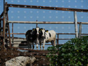 Фермери от Лесбос обявиха, че ще продължат блокадата на основното пристанище там, докато не бъдат въведени мерки за подкрепа във връзка с шапа 2026 Фермери от Лесбос обявиха, че ще продължат блокадата на основното пристанище там, докато не бъдат въведени мерки за подкрепа във връзка с шапа 2026