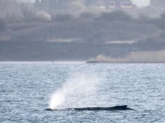 Gestrandeter Wal: Anfeindungen im Wal-Drama: Umweltminister “tief betroffen” 2026 Gestrandeter Wal: Anfeindungen im Wal-Drama: Umweltminister "tief betroffen" 2026