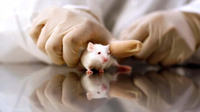 GOP targets transgender animal testing in defund demand to NIH GOP targets transgender animal testing in defund demand to NIH 2026