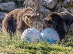 ХИНА: Обитателите от зоопарка в Загреб получиха великденски яйца и нова термитна могила 2026 ХИНА: Обитателите от зоопарка в Загреб получиха великденски яйца и нова термитна могила 2026