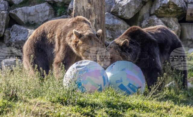 ХИНА: Обитателите от зоопарка в Загреб получиха великденски яйца и нова термитна могила 2026