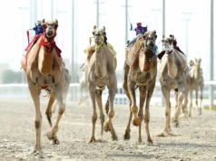 إثارة كبيرة بأشواط الحيل والزمول بالمهرجان الأغلى للهجن 2026 إثارة كبيرة بأشواط الحيل والزمول بالمهرجان الأغلى للهجن 2026