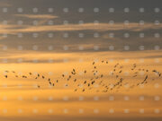 Изкуствени гнезда за птици са поставени в различни части на Атина в подкрепа на градското биоразнообразие 2026 Изкуствени гнезда за птици са поставени в различни части на Атина в подкрепа на градското биоразнообразие 2026