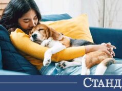 Любов на четири лапи. Защо домашните любимци ни правят по-щастливи? 2026 Любов на четири лапи. Защо домашните любимци ни правят по-щастливи? 2026