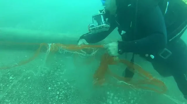 1,5 milyon deniz canlısı kurtarıldı 2026